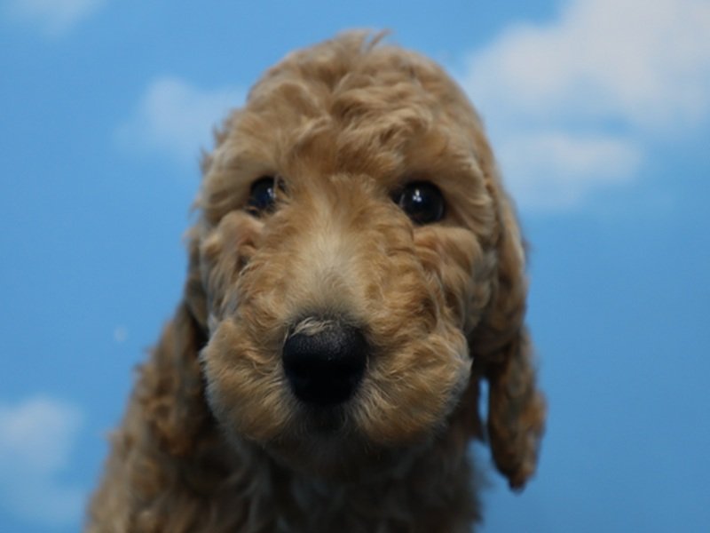 大阪府のスタンダードプードル (ワンラブおっきなもふもふ大阪総本店(FC)/2026年1月27日生まれ/女の子/レッド)の子犬の1枚目の画像