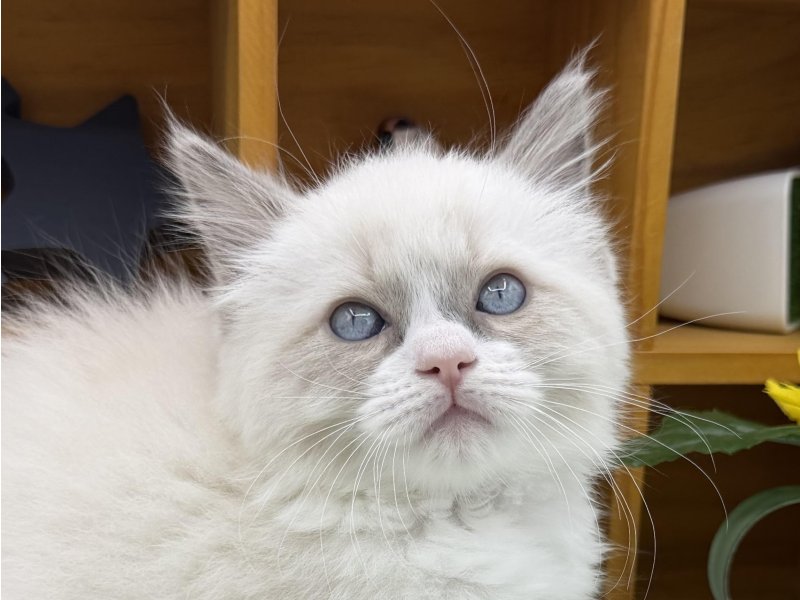 静岡県のラグドール (ワンラブカインズ清水店(FC)/2026年1月17日生まれ/男の子/ブルーポイントバイカラー)の子猫の1枚目の画像