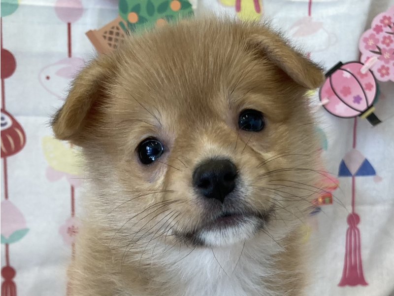 福岡県のポメコーギー(ポメラニアン×コーギー) (ワンラブペットワイド若松店(FC)/2026年1月26日生まれ/女の子/セーブルホワイト)の子犬の1枚目の画像