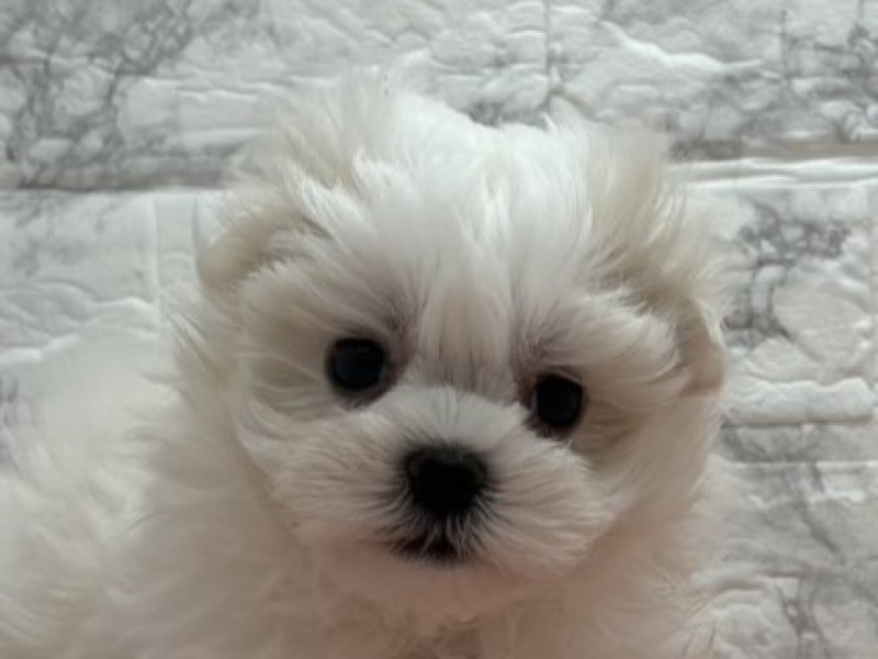 宮崎県のマルプー(マルチーズ×プードル) (ワンラブホームワイドプラス都城店(FC)/2025年12月27日生まれ/男の子/その他色)の子犬の1枚目の画像