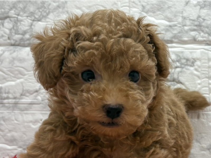 宮崎県のトイプードル(トイ) (ワンラブホームワイドプラス都城店(FC)/2026年1月22日生まれ/男の子/レッド)の子犬の1枚目の画像