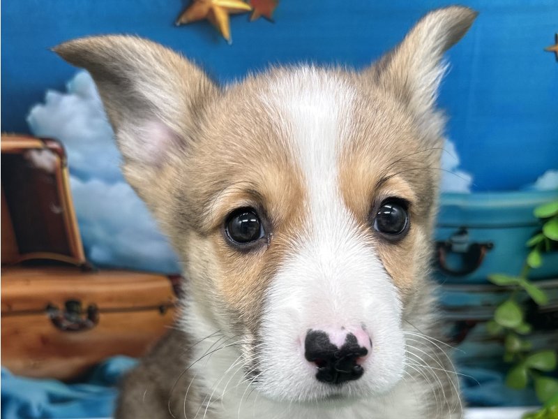 福岡県のウェルシュコーギーペンブローク (ワンラブﾎｰﾑﾜｲﾄﾞ ﾍﾟｯﾄ＆ｸﾞﾘｰﾝ和白店(FC)/2026年1月23日生まれ/男の子/レッドホワイト)の子犬の1枚目の画像