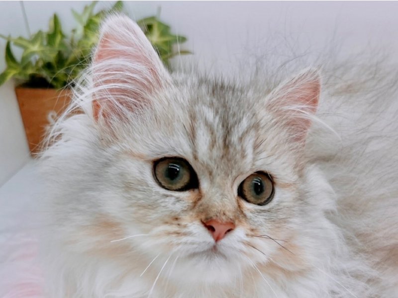 愛知県のペルシャ (ワンラブカインズ小牧店(FC)/2025年12月10日生まれ/男の子/チンチラシルバー)の子猫の1枚目の画像