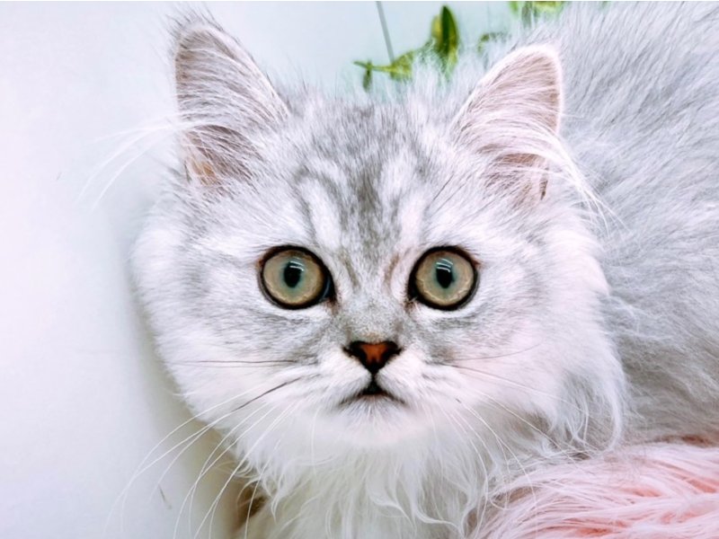 愛知県のペルシャ (ワンラブカインズ小牧店(FC)/2025年12月10日生まれ/男の子/チンチラシルバー)の子猫の1枚目の画像