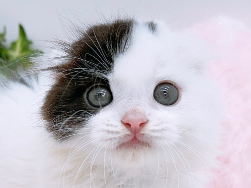 愛知県のスコティッシュフォールド (ワンラブカインズ小牧店(FC)/2026年2月1日生まれ/男の子/ブラックホワイトバン)の子猫の1枚目の画像