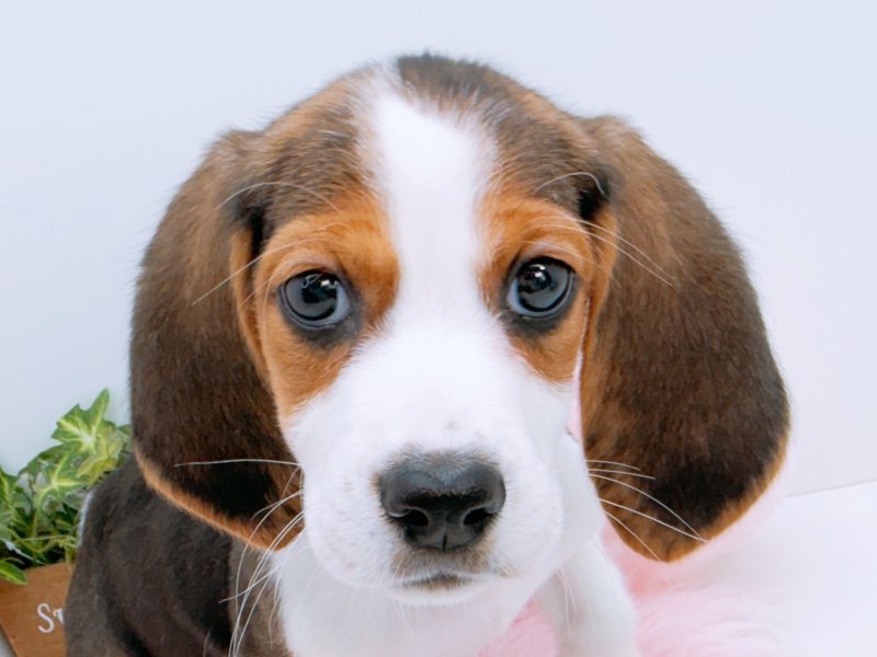 愛知県のﾊﾞｾｯﾄﾋﾞｰｸﾞﾙ【ﾊﾞｾｯﾄ×ﾋﾞｰｸﾞﾙ】 (ワンラブカインズ小牧店(FC)/2026年1月26日生まれ/男の子/ブラックタンホワイト)の子犬