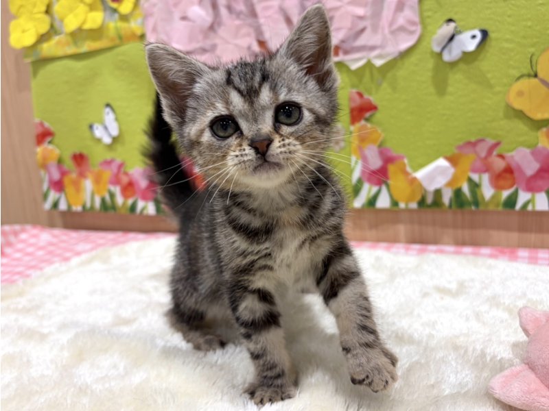 福島県のアメリカンショートヘアー (ワンラブカインズ会津若松店(FC)/2026年1月31日生まれ/女の子/シルバーパッチドタビー)の子猫の1枚目の画像