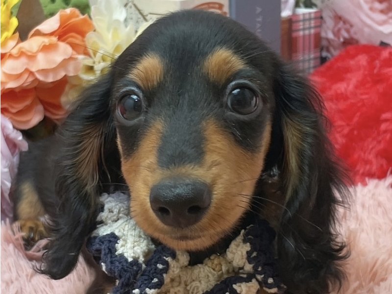 岐阜県のカニンヘンダックスフンド(ロング) (ワンラブペッツビレッジ アピタ北方店(FC)/2026年1月14日生まれ/男の子/ブラックタン)の子犬の1枚目の画像