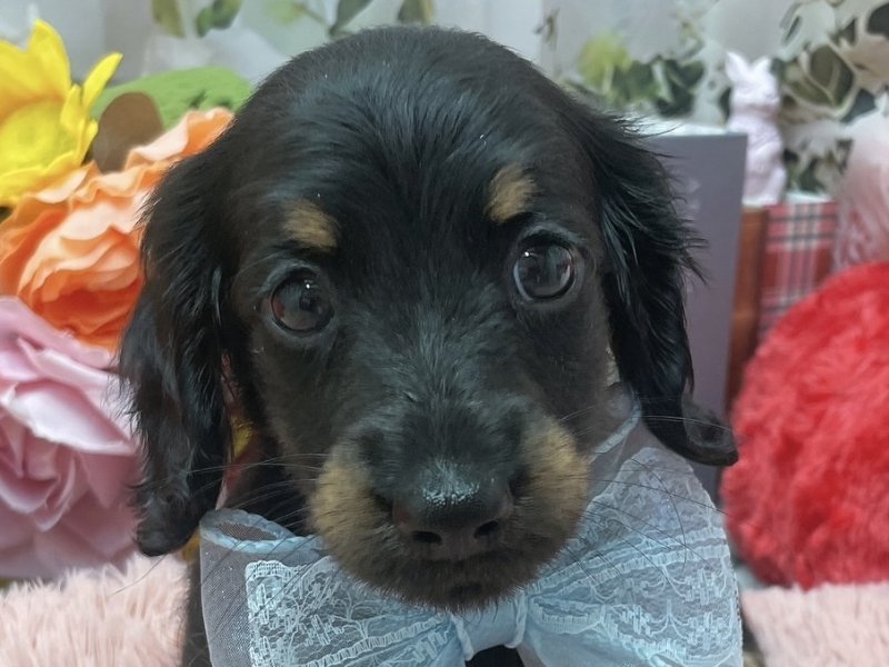 滋賀県のミニチュアダックスフンド(ロング) (ワンラブコ メ リパワー ペットアミ水口店(FC)/2026年1月30日生まれ/男の子/ブラックタン)の子犬の1枚目の画像