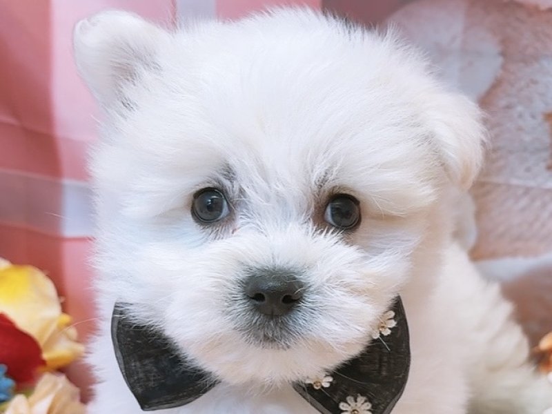 沖縄県のハーフ犬・ミックス犬 (ワンラブMEGAドン・キホーテ宜野湾店(FC)/2026年1月23日生まれ/男の子/ホワイト)の子犬の1枚目の画像