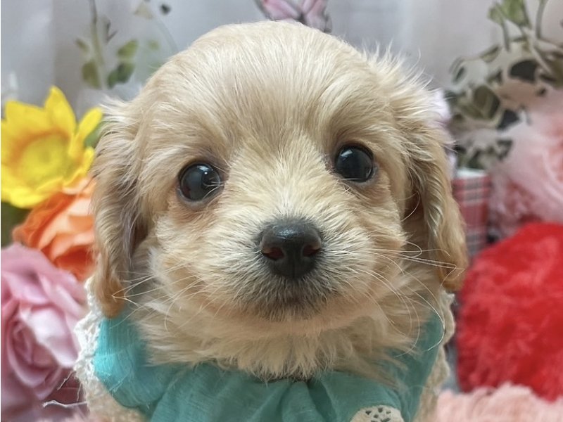 岐阜県のチワプー/プーチー(チワワ×プードル) (ワンラブペッツビレッジ アピタ北方店(FC)/2026年1月31日生まれ/男の子/クリーム)の子犬の1枚目の画像