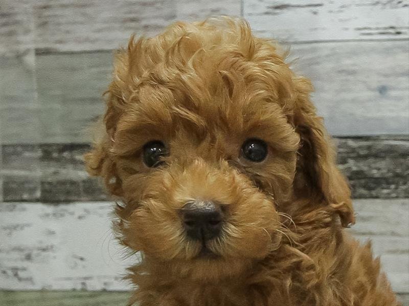 愛知県のトイプードル(トイ) (ワンラブ名古屋守山インター総本店/2026年2月3日生まれ/男の子/レッド)の子犬の1枚目の画像