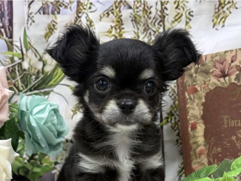 群馬県のチワワ(ロング) (ワンラブカインズ前橋小島田店(FC)/2026年1月30日生まれ/女の子/ブラックタン)の子犬の1枚目の画像