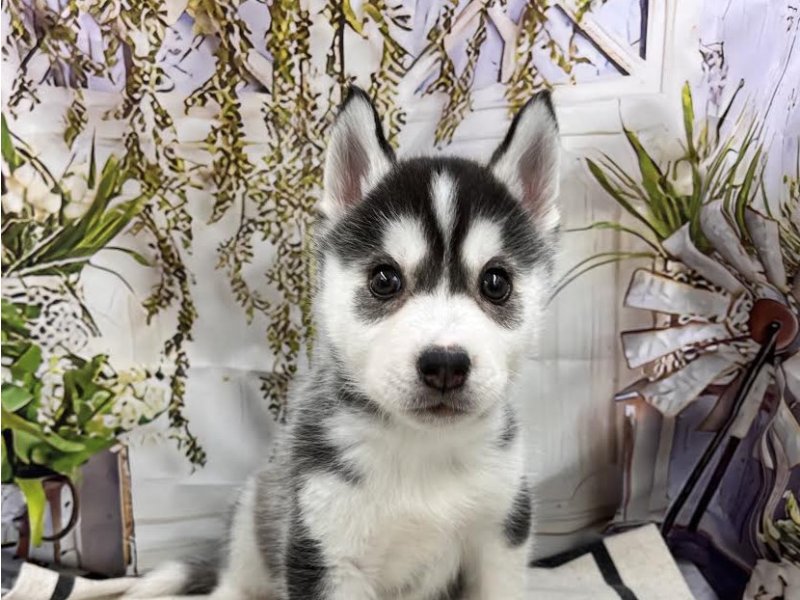 群馬県のシベリアンハスキー (ワンラブカインズ前橋小島田店(FC)/2026年1月31日生まれ/男の子/ブラックホワイト)の子犬の1枚目の画像