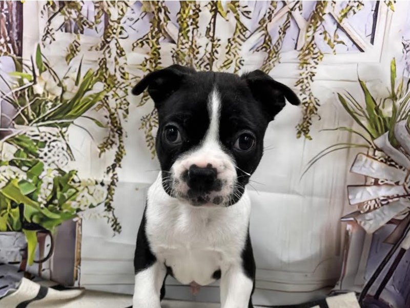 群馬県のボストンテリア (ワンラブカインズ前橋小島田店(FC)/2026年1月31日生まれ/男の子/ボストンカラー)の子犬の1枚目の画像