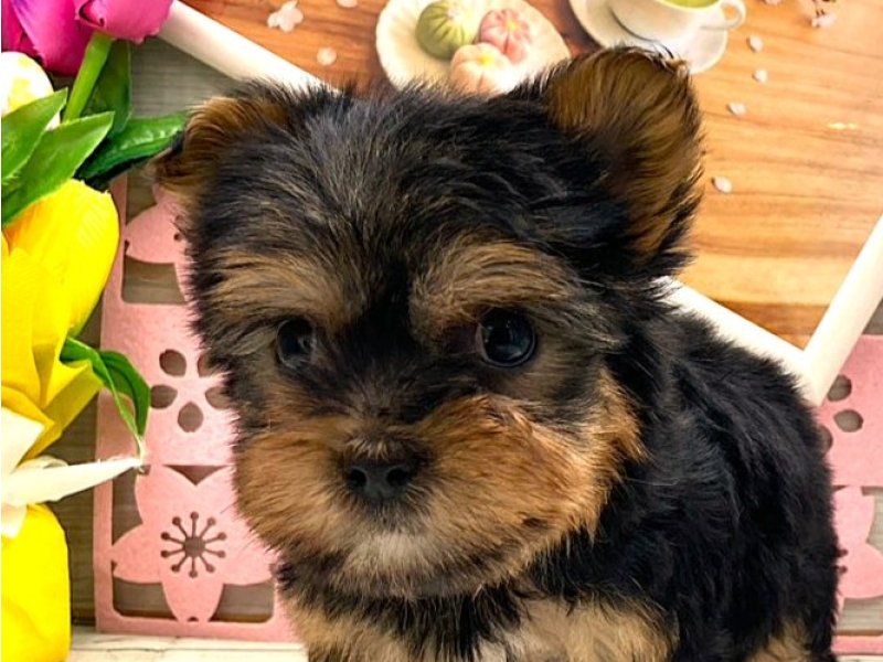 京都府のヨークシャーテリア (ワンラブカインズ木津川店(FC)/2026年2月1日生まれ/男の子/スチールブルータン)の子犬の1枚目の画像