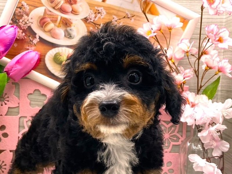 京都府のチワプー/プーチー(チワワ×プードル) (ワンラブカインズ木津川店(FC)/2026年1月22日生まれ/男の子/ブラックタンホワイト)の子犬の1枚目の画像