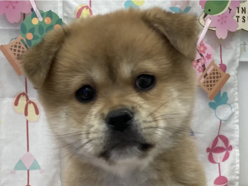 福岡県のハーフ犬・ミックス犬 (ワンラブペットワイド若松店(FC)/2026年1月12日生まれ/男の子/赤)の子犬の1枚目の画像