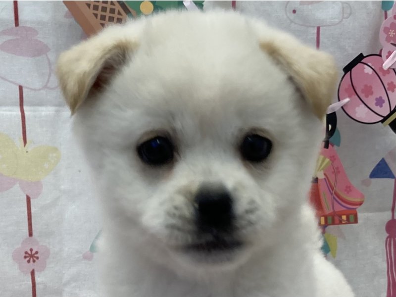 福岡県のハーフ犬・ミックス犬 (ワンラブペットワイド若松店(FC)/2026年1月12日生まれ/男の子/ホワイト)の子犬の1枚目の画像