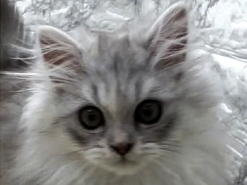 宮崎県のペルシャ (ワンラブホームワイドプラス都城店(FC)/2025年11月30日生まれ/女の子/チンチラシルバー)の子猫の1枚目の画像