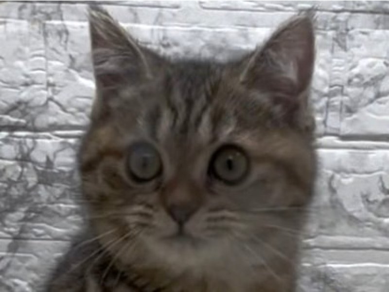 宮崎県のﾌﾞﾘﾍﾟﾙｼｬ【ﾌﾞﾘﾃｨｯｼｭ×ﾍﾟﾙｼｬ】 (ワンラブホームワイドプラス都城店(FC)/2025年11月30日生まれ/女の子/ブラウンタビー)の子猫の1枚目の画像