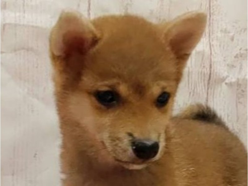 埼玉県の豆柴 (ワンラブカインズ羽生店(FC)/2022年1月20日生まれ/女の子/赤)の子犬の1枚目の画像