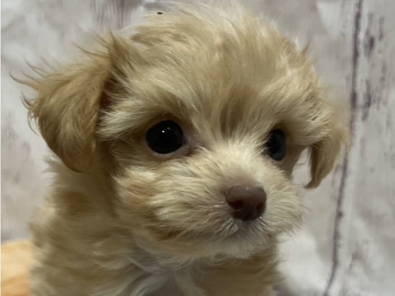 埼玉県のチワプー/プーチー(チワワ×プードル) (ワンラブカインズ羽生店(FC)/2026年1月26日生まれ/男の子/アプリコット)の子犬の1枚目の画像