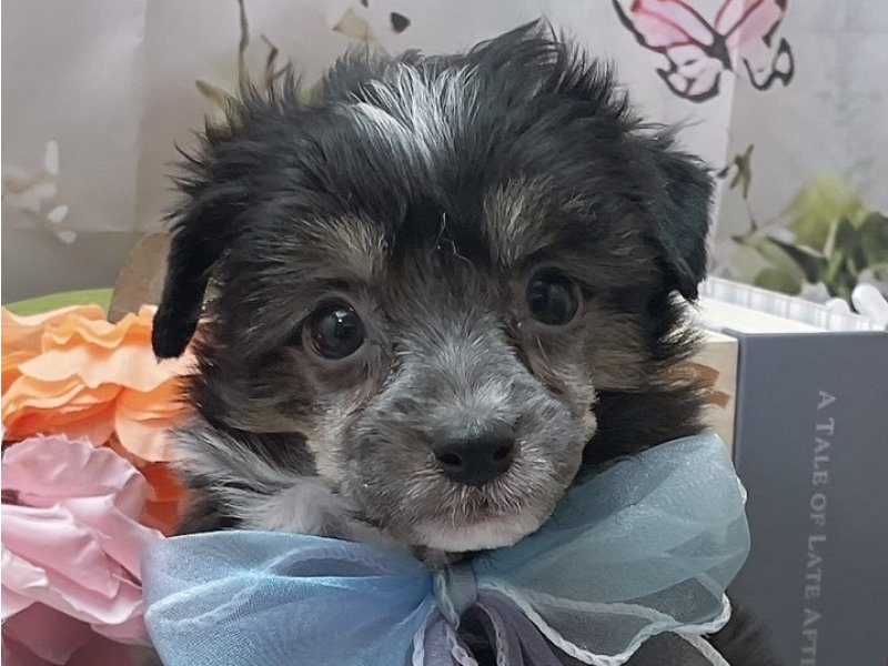 岐阜県のチャイニーズクレステッドドッグ (ワンラブホームセンターバロー北方店(FC)/2026年2月4日生まれ/男の子/ブラックホワイト)の子犬の1枚目の画像