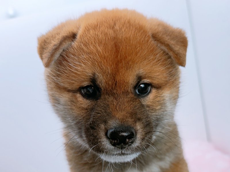 愛知県の柴犬(標準サイズ) (ワンラブペッツビレッジ アピタ木曽川店(FC)/2026年2月6日生まれ/女の子/赤)の子犬の1枚目の画像