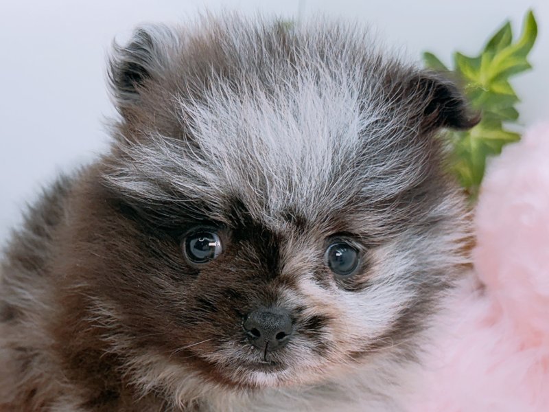 愛知県のポメラニアン (ワンラブカインズ小牧店(FC)/2026年2月7日生まれ/男の子/ブルーマール)の子犬の1枚目の画像