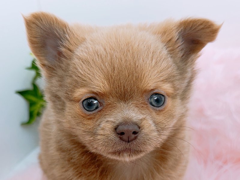 愛知県のチワワ(ロング) (ワンラブカインズ小牧店(FC)/2026年2月7日生まれ/女の子/イザベラホワイト)の子犬の1枚目の画像