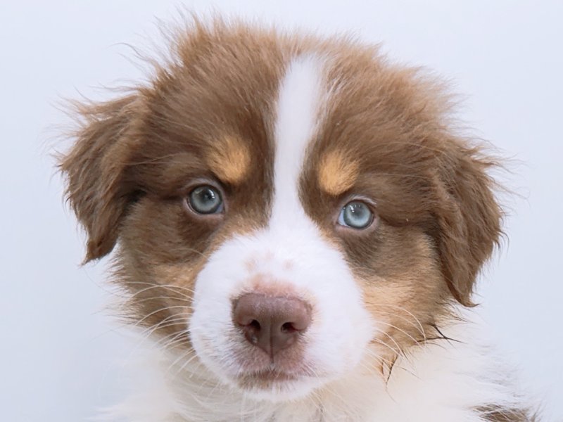 愛知県のオーストラリアンシェパード (ワンラブペッツビレッジ アピタ木曽川店(FC)/2026年2月3日生まれ/男の子/レッドホワイト)の子犬の1枚目の画像