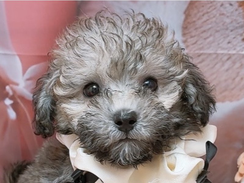 愛知県のトイプードル(トイ) (ワンラブカインズ豊田四郷店(FC)/2026年2月6日生まれ/男の子/ブリンドル)の子犬の1枚目の画像