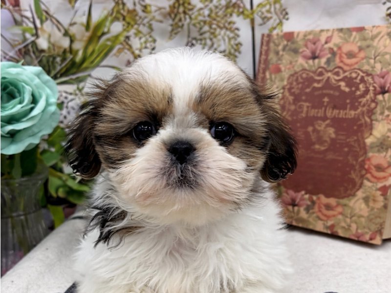 群馬県のシーズー (ワンラブカインズ前橋小島田店(FC)/2026年2月7日生まれ/女の子/ゴールドホワイト)の子犬の1枚目の画像