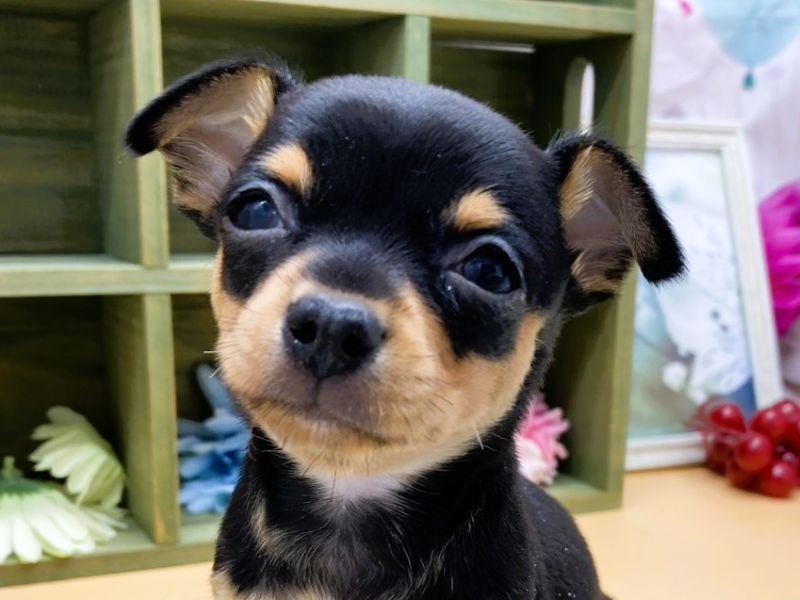 静岡県のチワピン(チワワ×ミニチュアピンシャー) (ワンラブカインズ富士宮小泉店(FC)/2026年2月5日生まれ/男の子/ブラックタン)の子犬