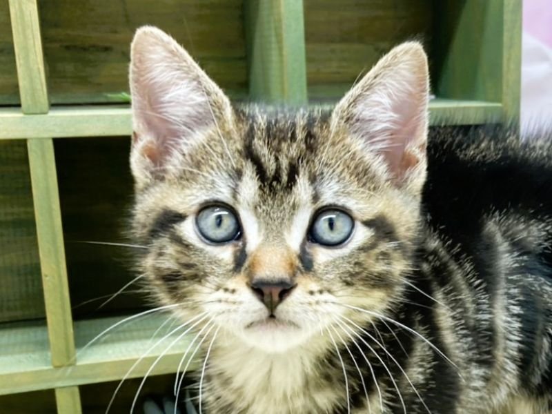 静岡県のアメリカンショートヘアー (ワンラブカインズ富士宮小泉店(FC)/2026年1月28日生まれ/男の子/ブラウンタビー)の子猫