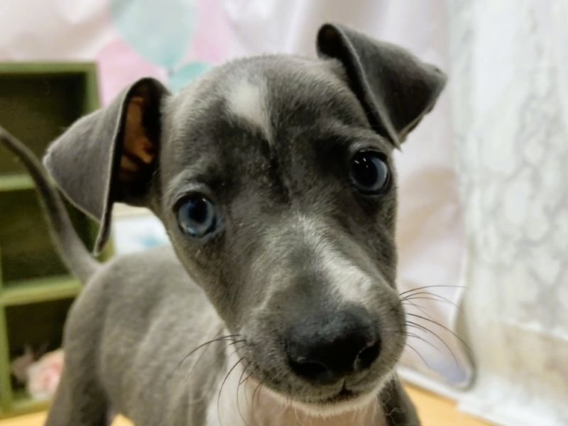 静岡県のイタリアングレーハウンド (ワンラブカインズ富士宮小泉店(FC)/2026年1月26日生まれ/男の子/ブルーホワイト)の子犬