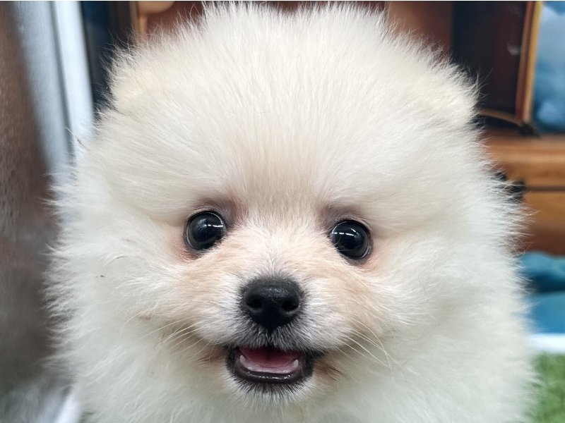 福岡県のポメラニアン (ワンラブﾎｰﾑﾜｲﾄﾞ ﾍﾟｯﾄ＆ｸﾞﾘｰﾝ和白店(FC)/2026年2月6日生まれ/女の子/クリーム)の子犬