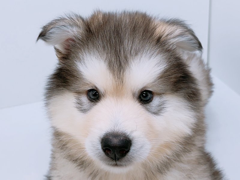愛知県のアラスカンマラミュート (ワンラブカインズ小牧店(FC)/2026年2月13日生まれ/男の子/グレーホワイト)の子犬の1枚目の画像
