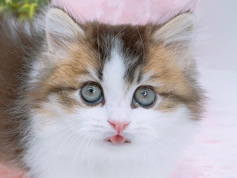 愛知県のミヌエット (ワンラブカインズ小牧店(FC)/2026年2月14日生まれ/男の子/ブラウンタビーホワイト)の子猫の1枚目の画像