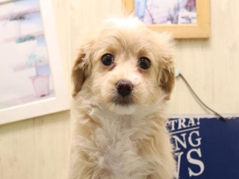 愛知県のマルプー(マルチーズ×プードル) (ワンラブ名古屋守山インター総本店/2026年2月15日生まれ/女の子/クリーム)の子犬の1枚目の画像