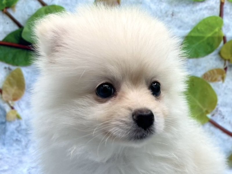 埼玉県のポメラニアン (ワンラブカインズ北本店(FC)/2026年2月13日生まれ/男の子/クリーム)の子犬の1枚目の画像