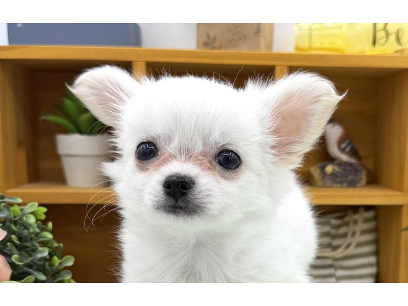 静岡県のポメチワ/チワポメ/ポメチー(ポメラニアン×チワワ) (ワンラブカインズ清水店(FC)/2026年2月5日生まれ/男の子/ホワイトクリーム)の子犬の1枚目の画像