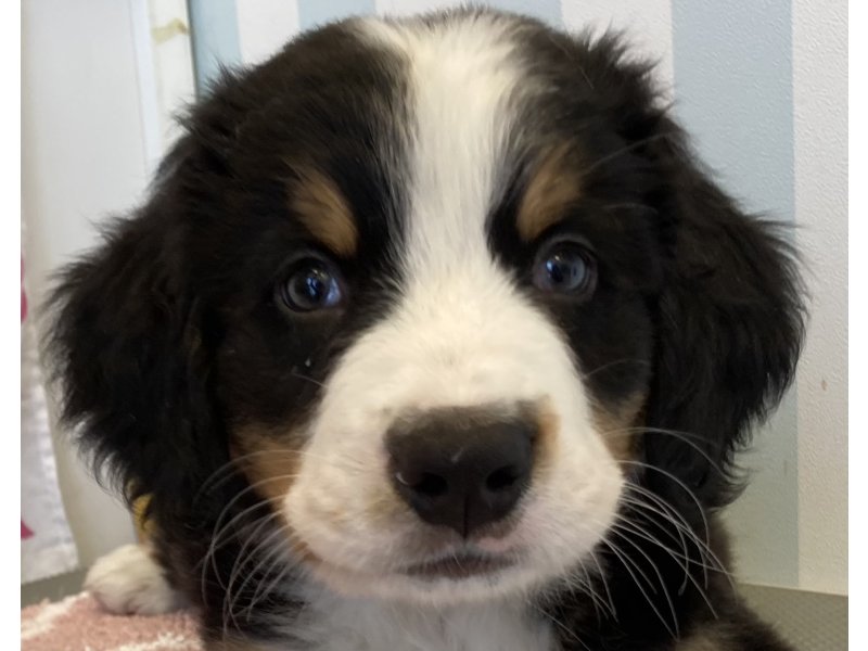 福岡県のバーニーズマウンテンドッグ (ワンラブペットワイド若松店(FC)/2026年2月16日生まれ/男の子/ブラックラストホワイト)の子犬の1枚目の画像