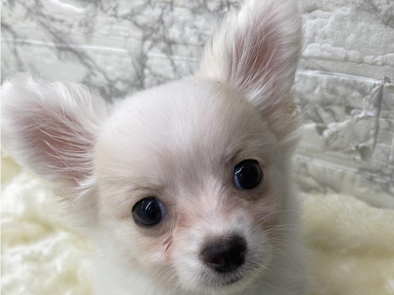 宮崎県のハーフ犬・ミックス犬 (ワンラブホームワイドプラス都城店(FC)/2026年1月30日生まれ/女の子/ホワイト)の子犬の1枚目の画像