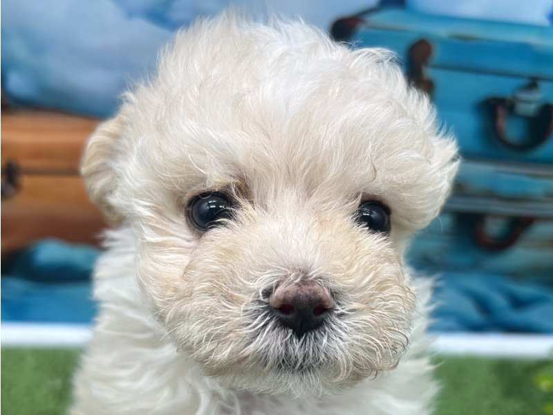 福岡県のハーフ犬・ミックス犬 (ワンラブﾎｰﾑﾜｲﾄﾞ ﾍﾟｯﾄ＆ｸﾞﾘｰﾝ和白店(FC)/2026年2月6日生まれ/女の子/ホワイト)の子犬の1枚目の画像