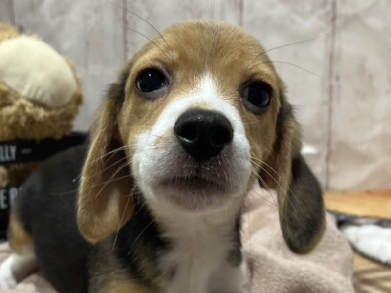 埼玉県のビーグル (ワンラブカインズ羽生店(FC)/2026年1月21日生まれ/女の子/ハウンドカラー)の子犬の1枚目の画像