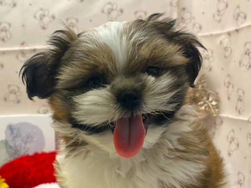 静岡県のシーズー (ワンラブカインズ掛川店(FC)/2026年2月4日生まれ/男の子/ホワイトゴールド)の子犬の1枚目の画像