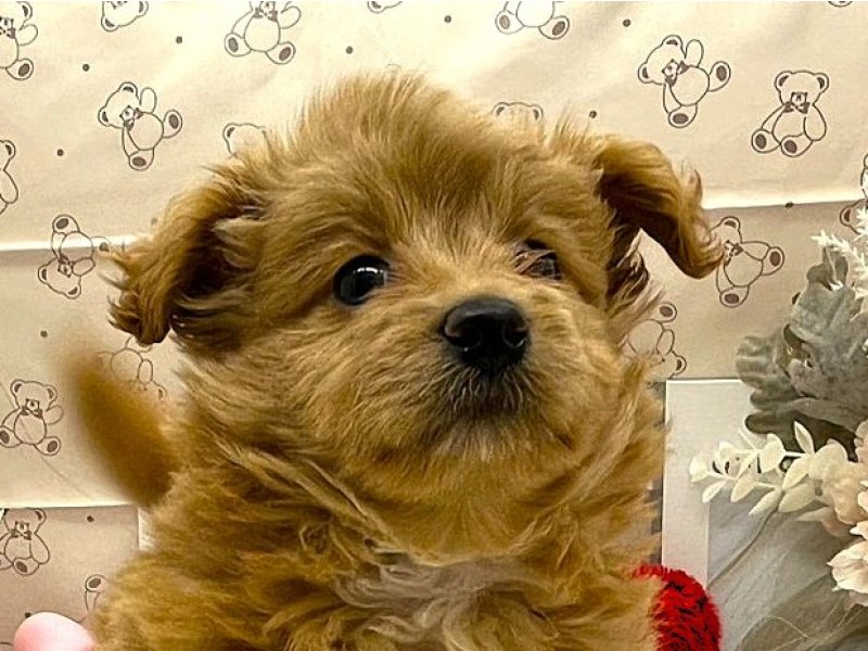 静岡県のポメプー(ポメラニアン×プードル) (ワンラブカインズ掛川店(FC)/2026年2月9日生まれ/男の子/アプリコット)の子犬の1枚目の画像