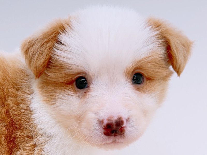 愛知県のボーダーコリー (ワンラブカインズ小牧店(FC)/2026年2月21日生まれ/男の子/レッドホワイト)の子犬の1枚目の画像